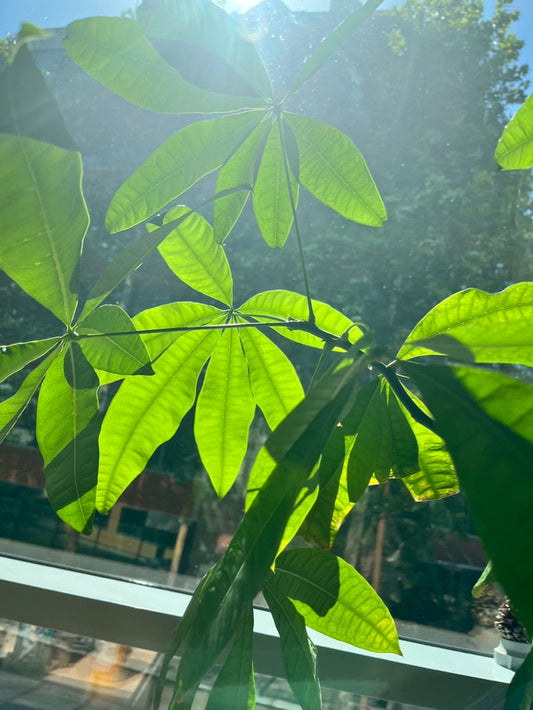 🌱 De ce plantele nu au nevoie doar de apă