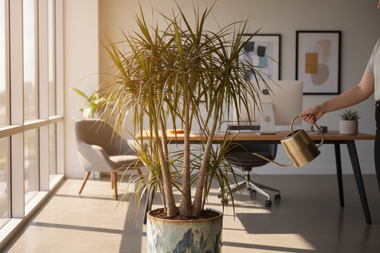 DRACAENA MARGINATA - Structured Elegance for Narrow Spaces