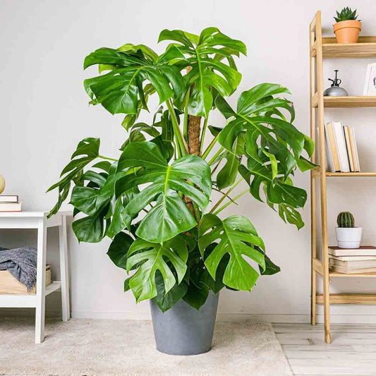 Monstera