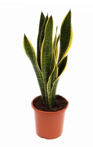 Sansevieria