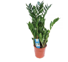 Zamioculcas - ZZ Flower